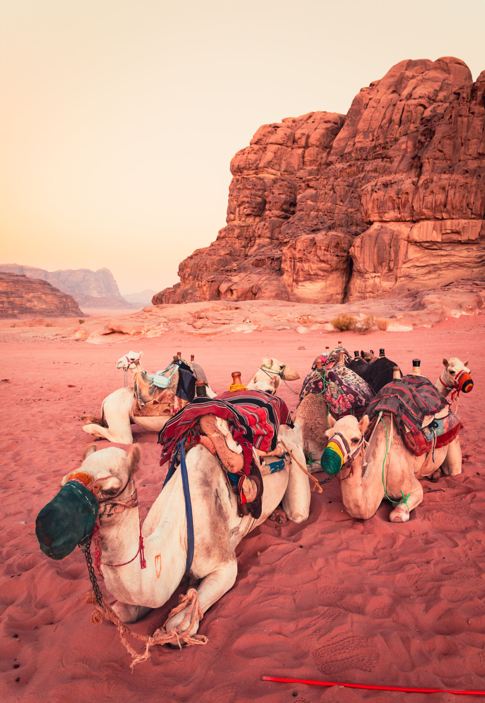 Canon EOS RP sample photo. Camel pack - wadi photography