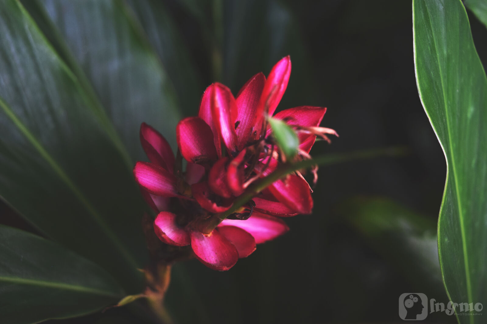 Nikon D3300 sample photo. Flowers, natue photography