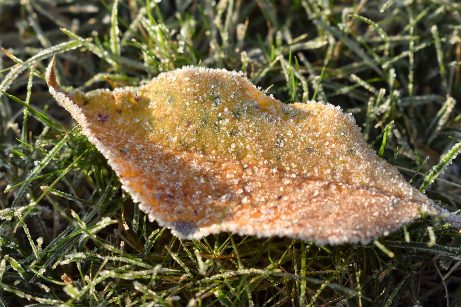 Nikon D5500 sample photo. Frost, mature, cold sheet photography