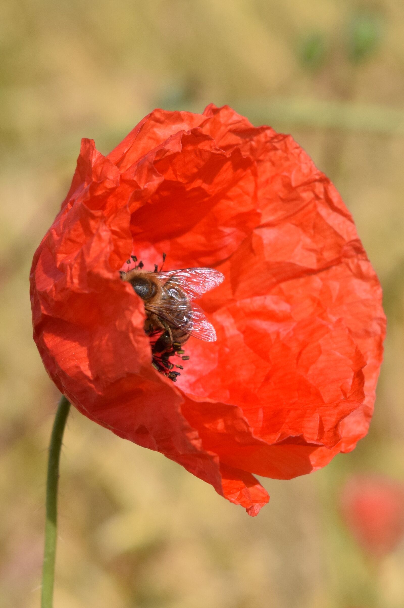 Nikon D3300 sample photo. Poppy, bee, nature photography