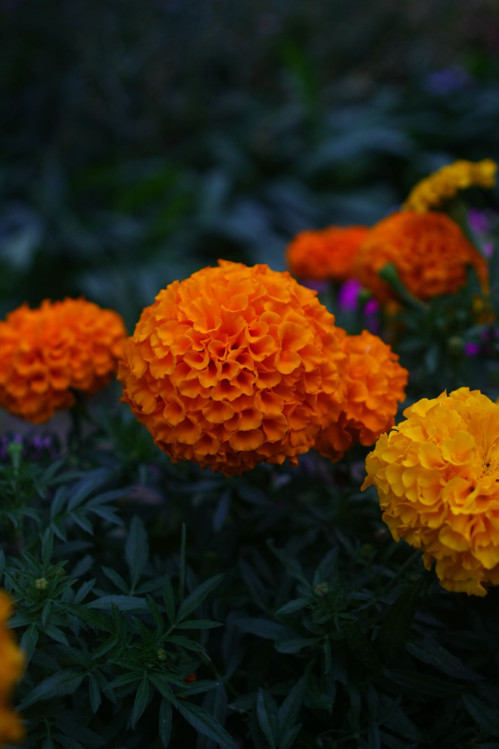 Canon EOS 40D sample photo. Flowers, african sales and photography