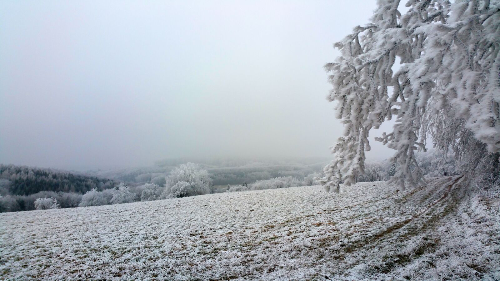 Samsung Galaxy Note4 sample photo. Wintry, hoarfrost, forest photography