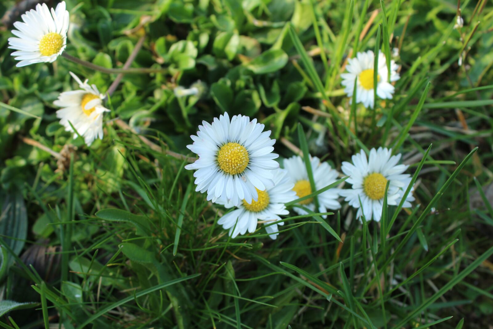 Canon EOS 4000D (EOS Rebel T100 / EOS 3000D) sample photo. Wildflowers, flowers, yellow photography