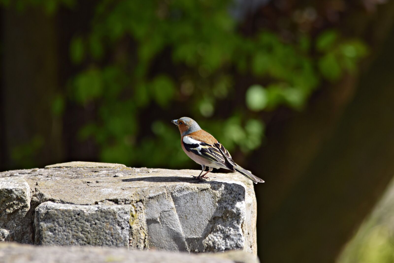 Nikon D5300 sample photo. Chaffinch, bird, green photography