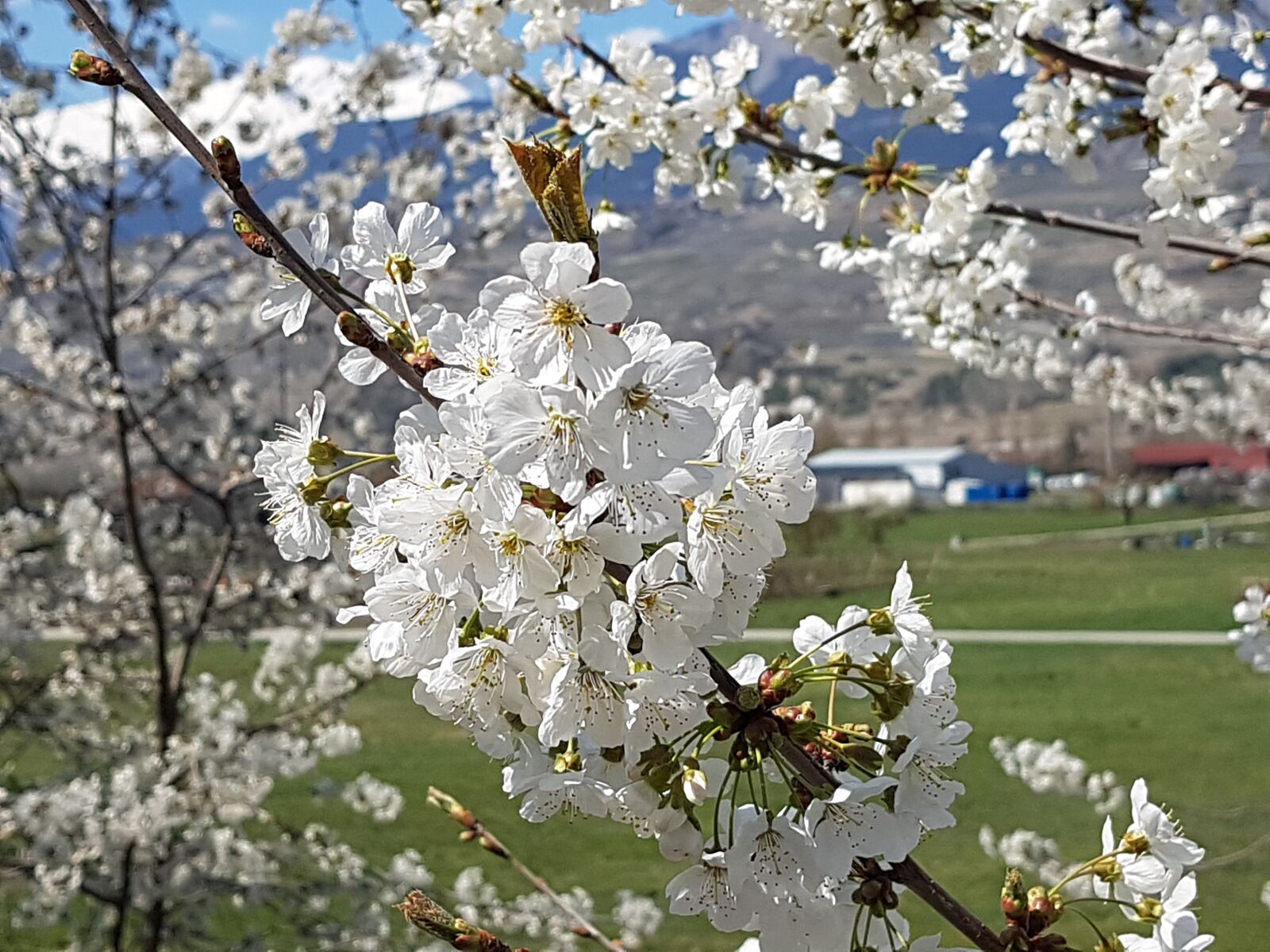 Samsung Galaxy S7 sample photo. Spring, valais, cherry photography