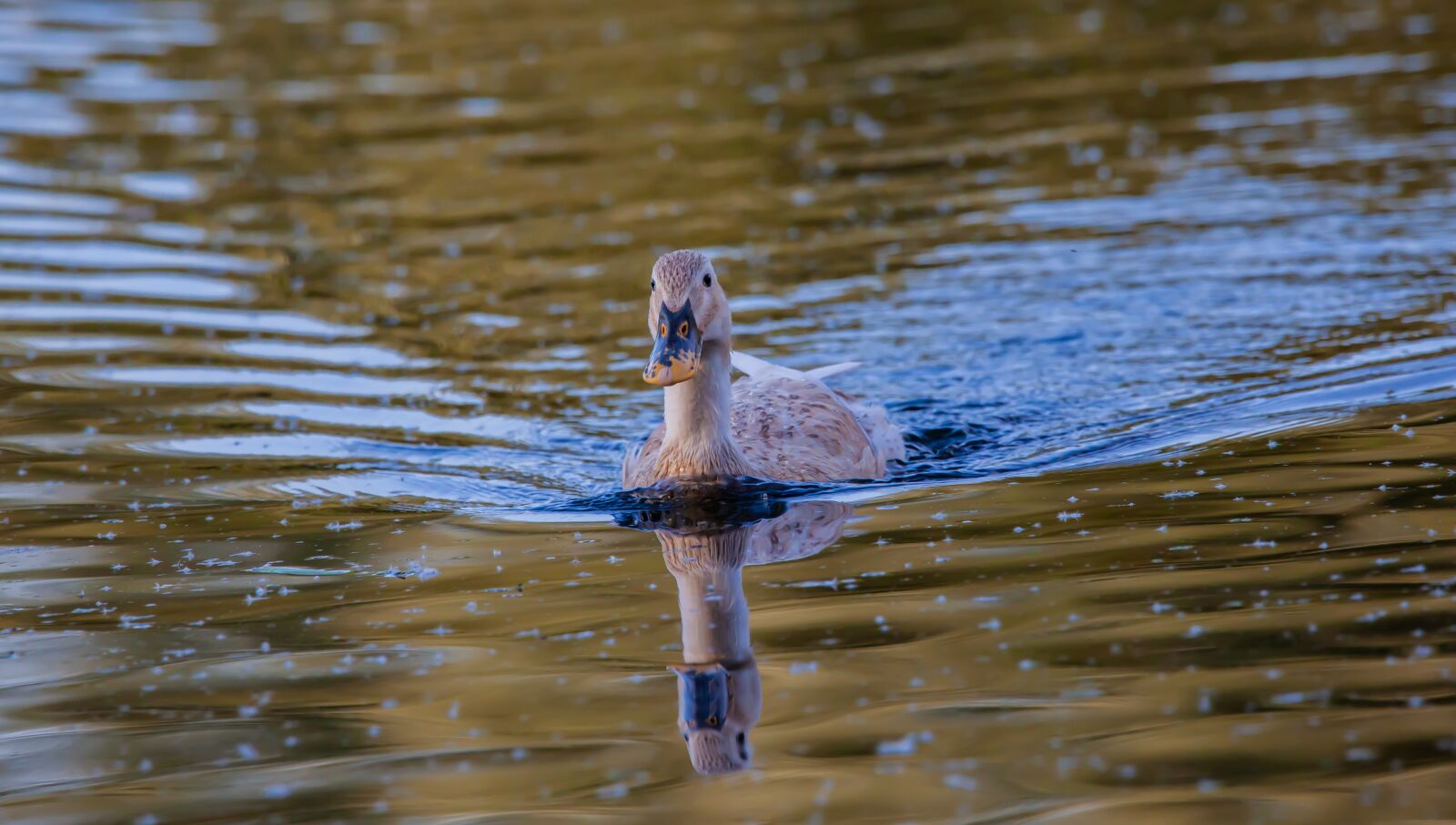 150-600mm F5-6.3 DG OS HSM | Contemporary 015 sample photo. Female duck, mallard, mallard photography