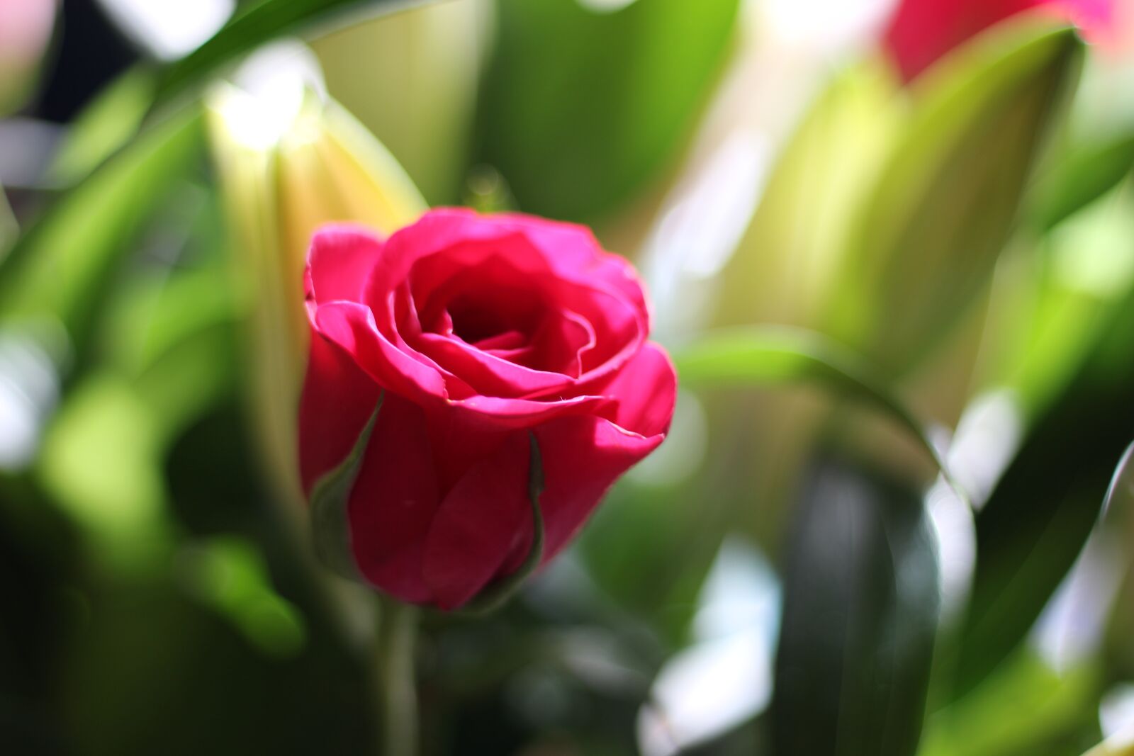 Canon EF 50mm F1.8 STM sample photo. Pink, flower, rose photography