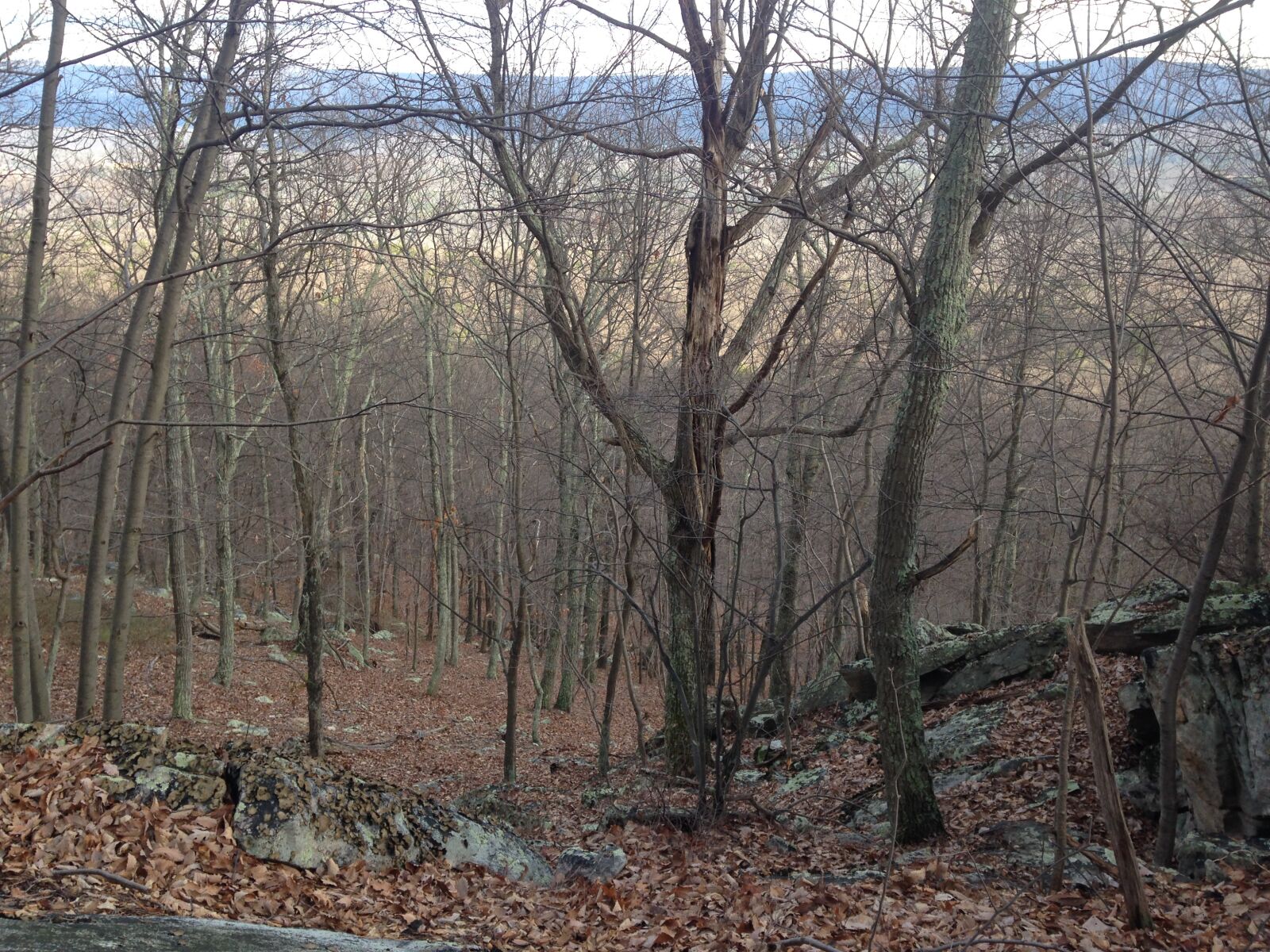 iPhone 5 back camera 4.12mm f/2.4 sample photo. Woods, nature, forest photography