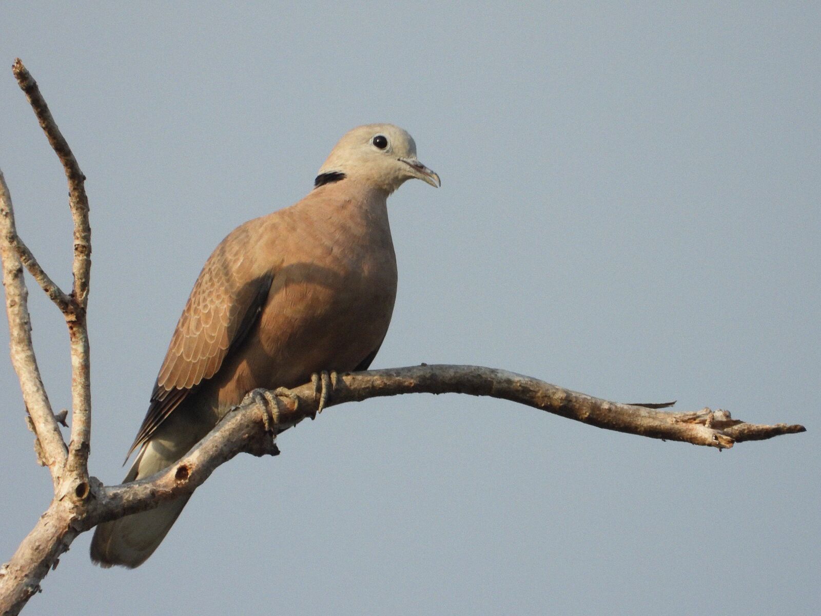 Nikon Coolpix P1000 sample photo. Birds, cuckoo, animals photography