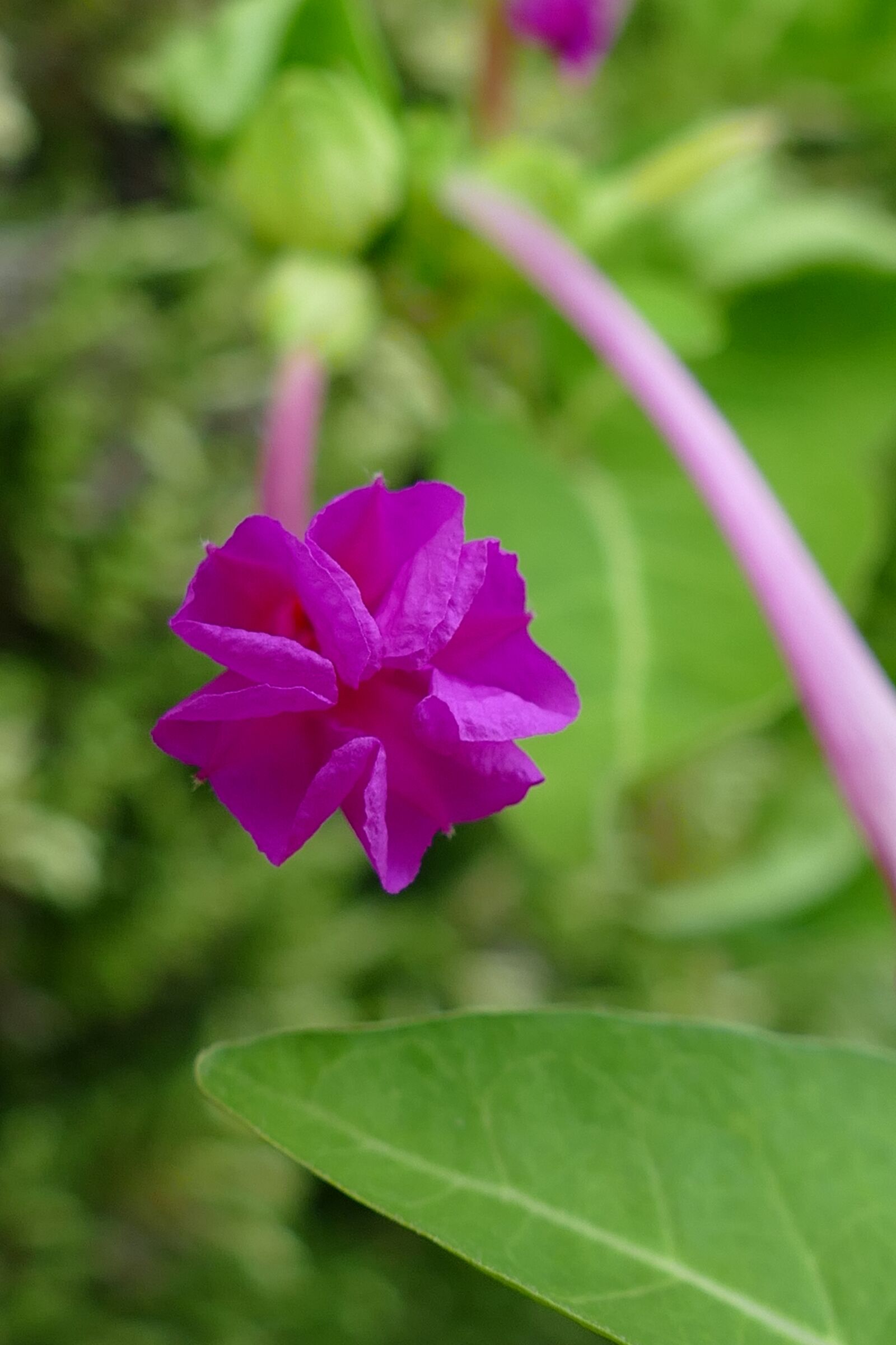 Panasonic Lumix DMC-FZ1000 sample photo. Flower, flora, purple photography