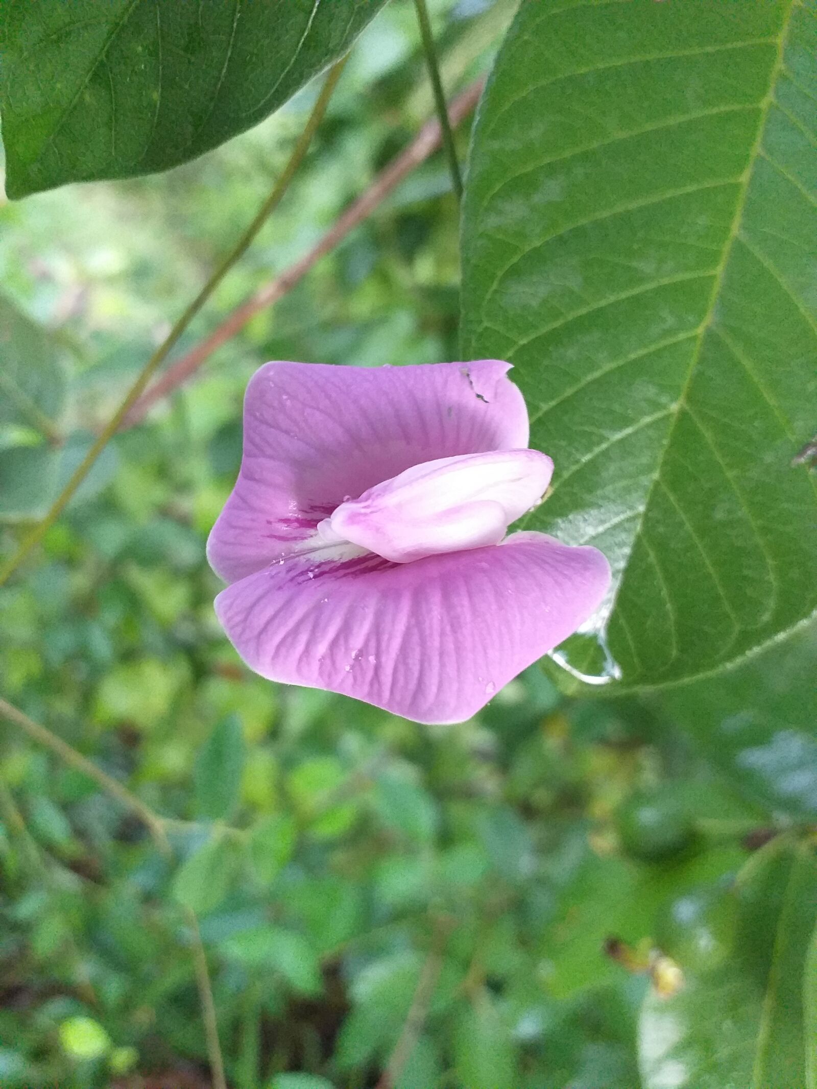 Samsung SM-J610F sample photo. Flowers, nature, beautiful photography