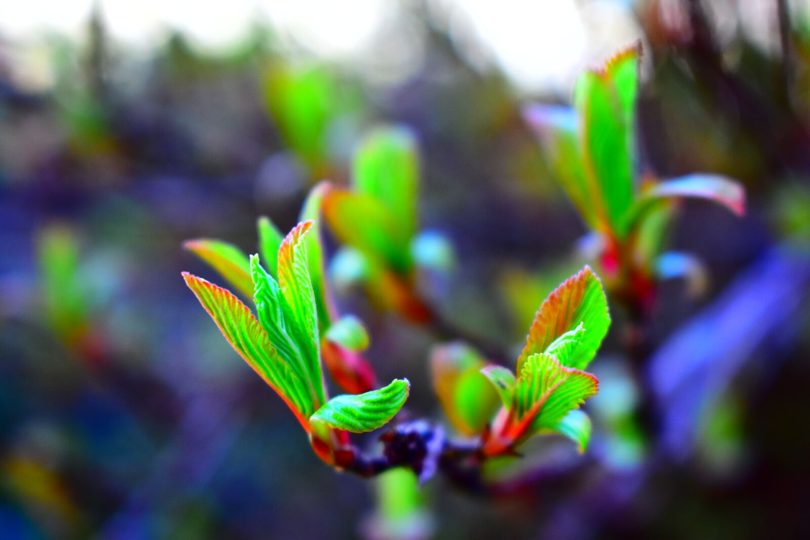 Nikon AF-P DX Nikkor 18-55mm F3.5-5.6G sample photo. Bud, bush, green, juicy photography