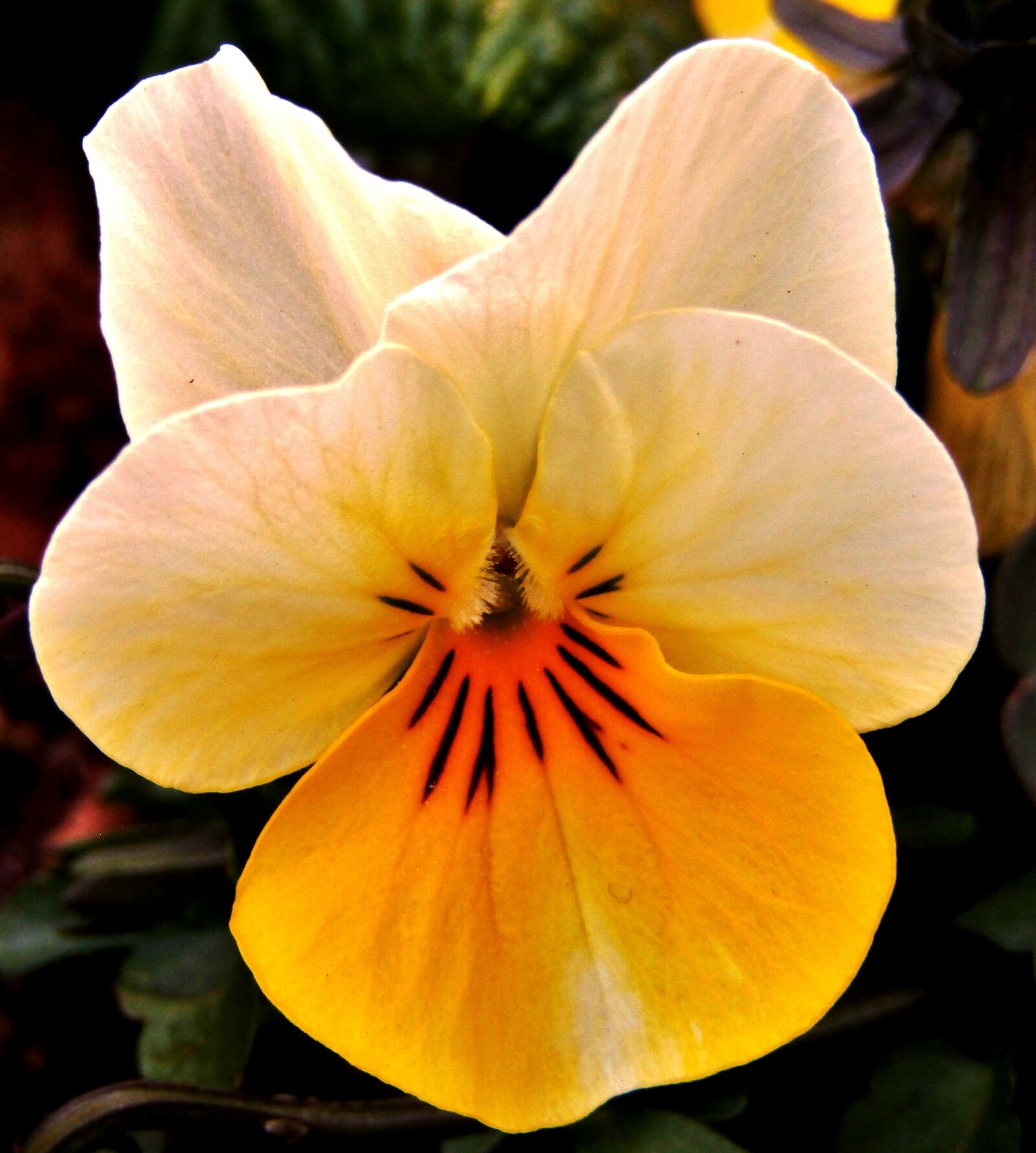 Canon POWERSHOT SX432 IS sample photo. Yellow, white, pansy photography