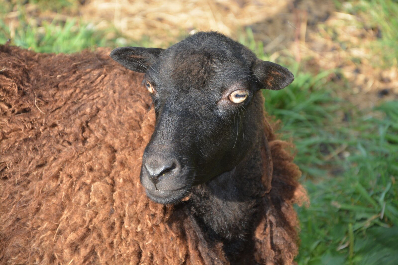 Nikon D5200 sample photo. Sheep, head, eyes photography
