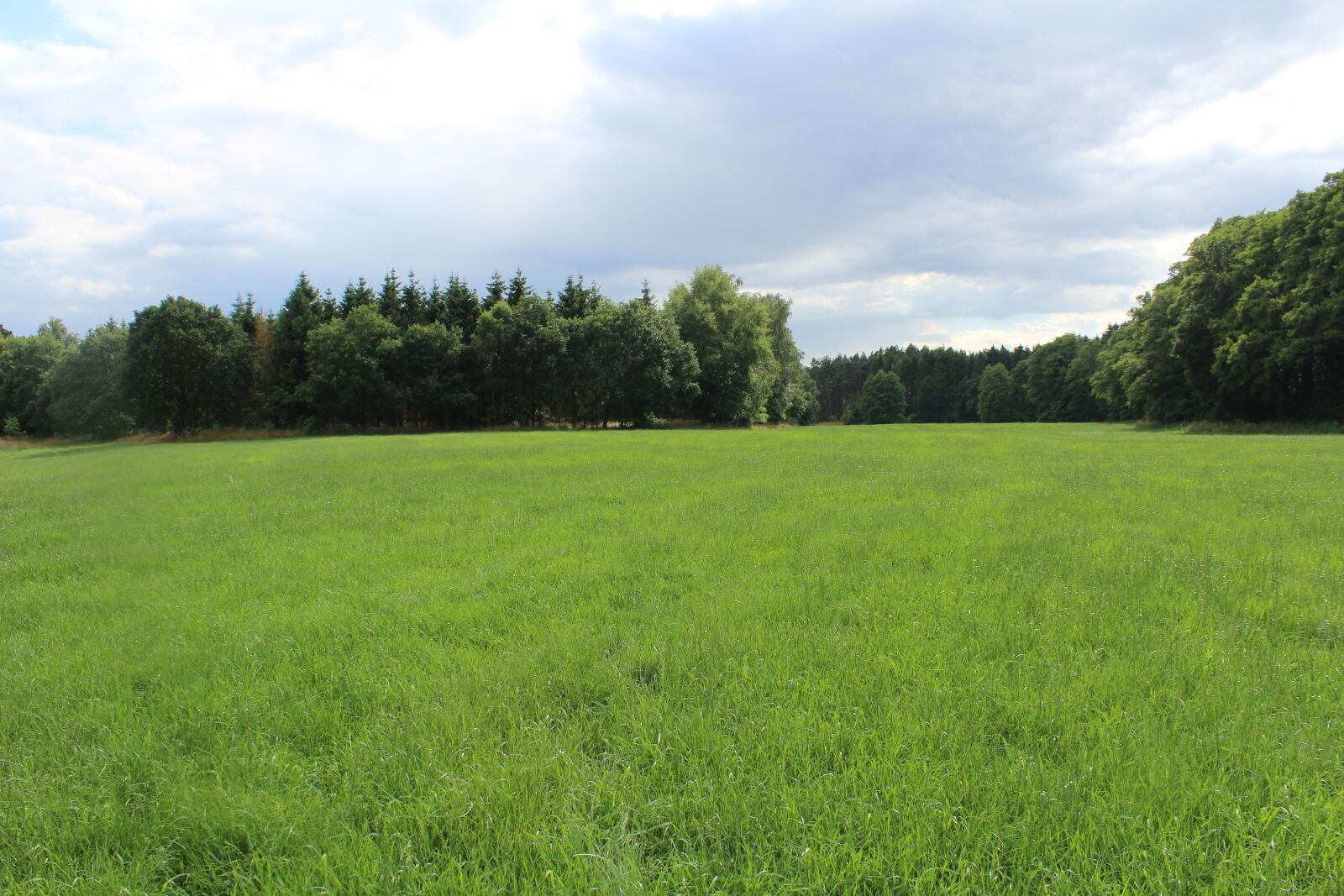 Canon EOS 600D (Rebel EOS T3i / EOS Kiss X5) sample photo. Green, meadow, grass photography