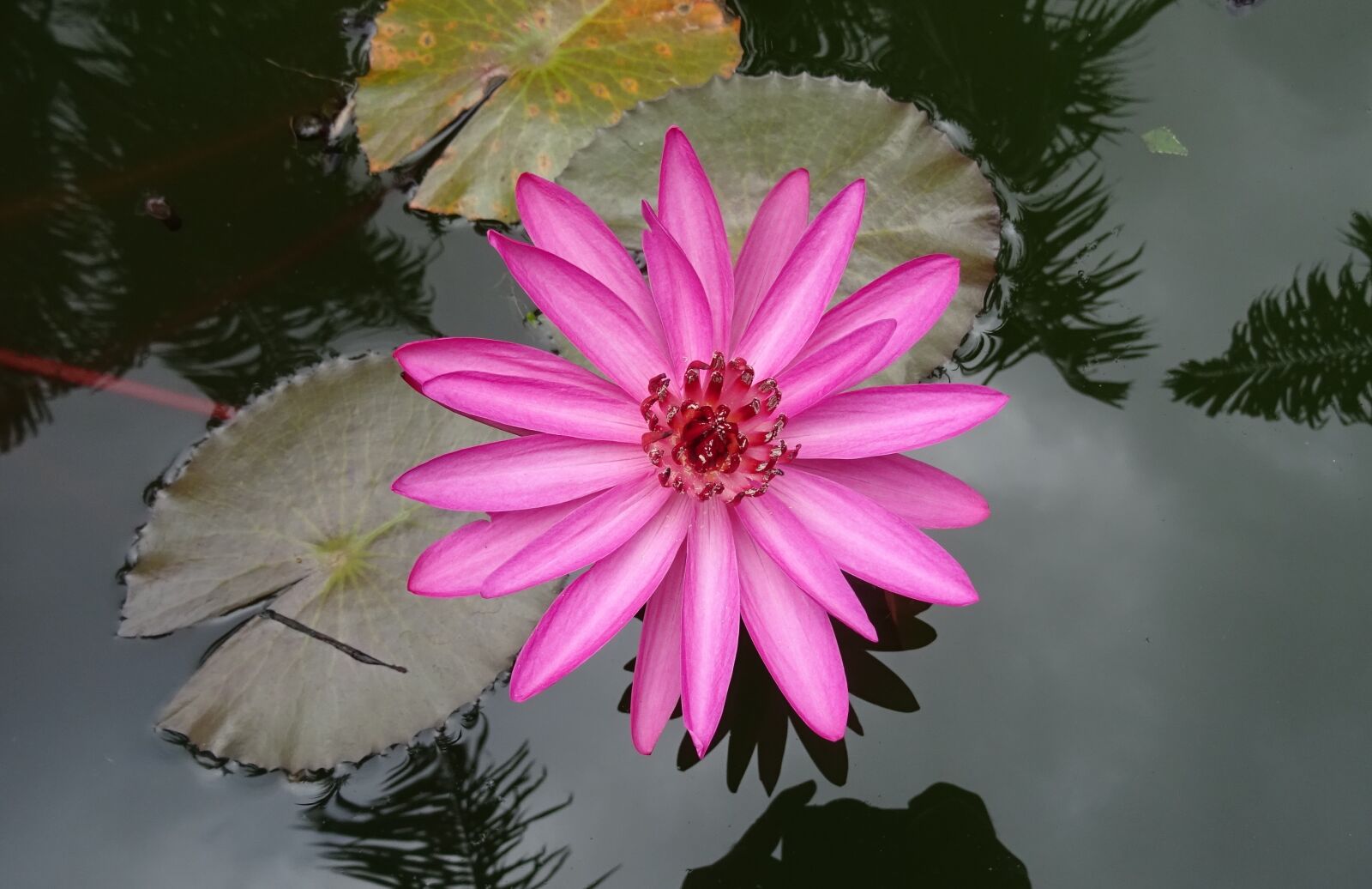 Sony DSC-HX60V sample photo. Lily, water lily, red photography