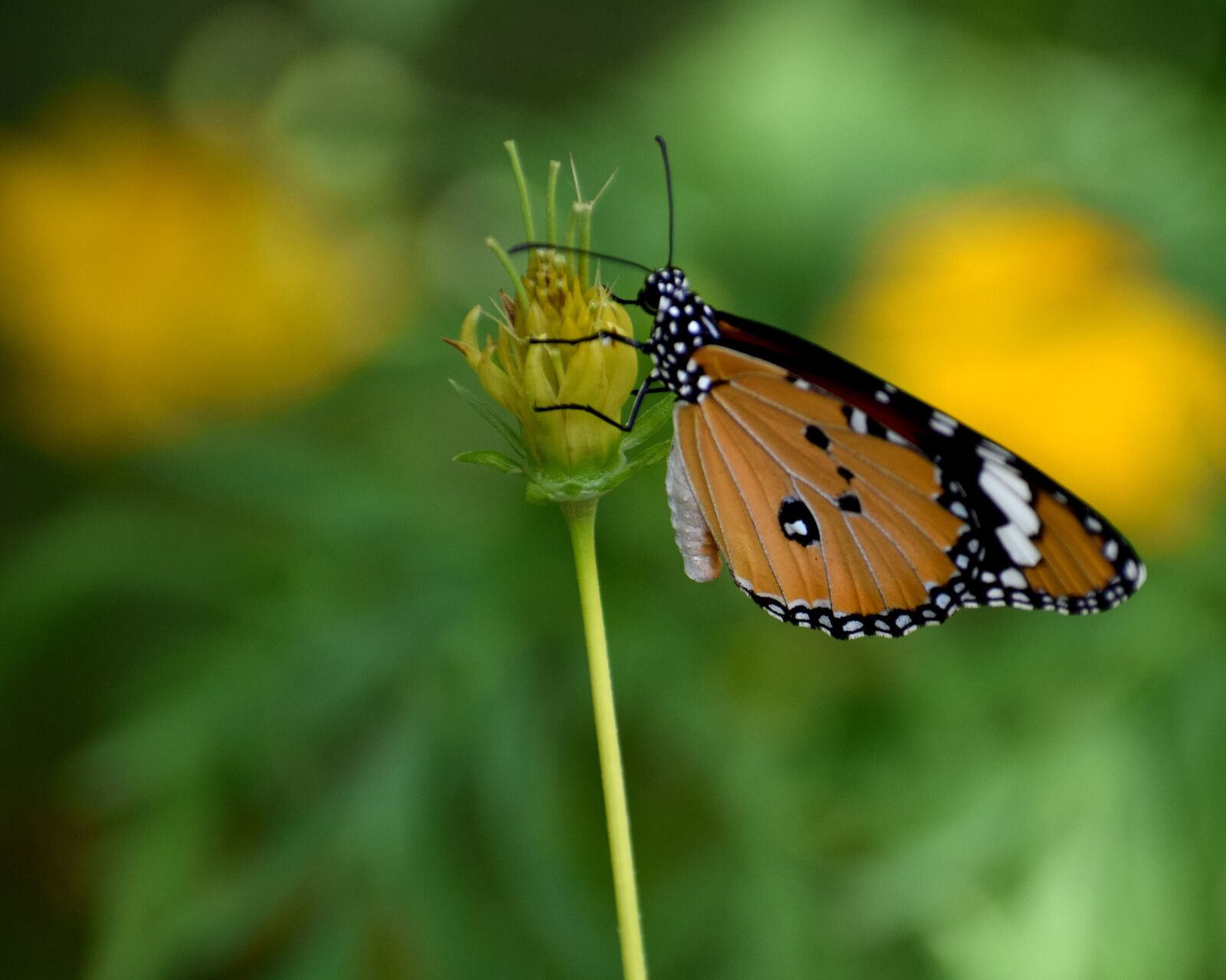 Nikon D3300 sample photo. Butterfly, flower, spring photography