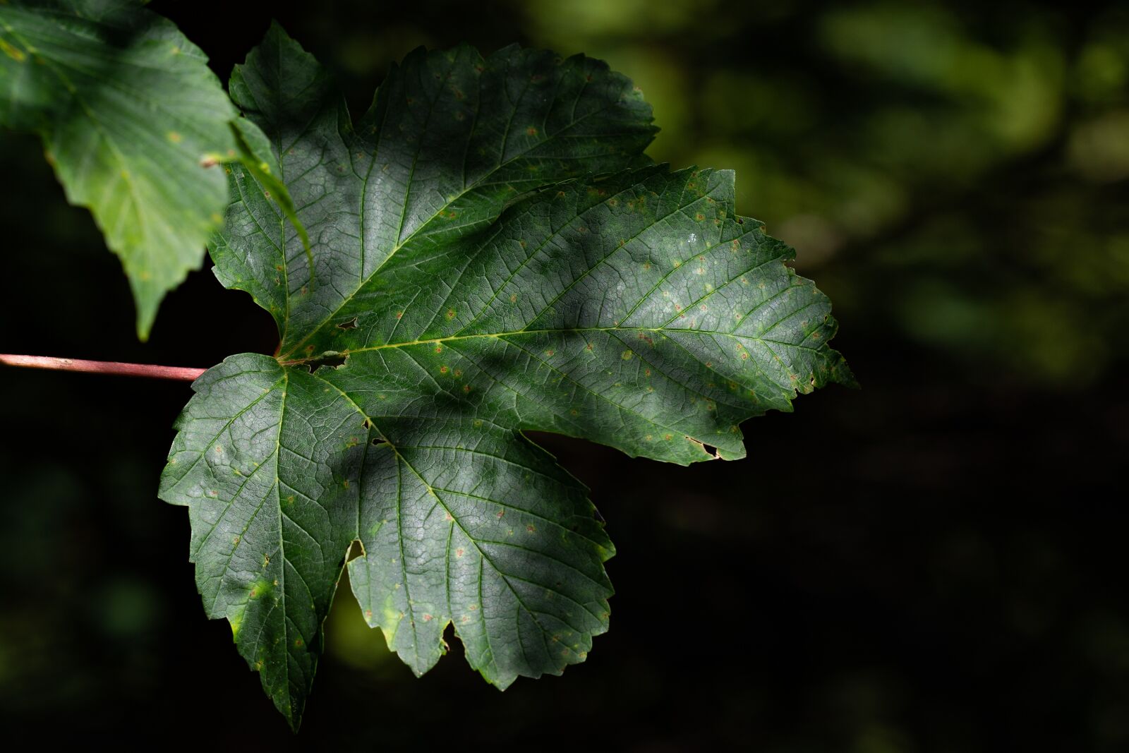 Nikon D7100 sample photo. Leaf, green, leaf structure photography