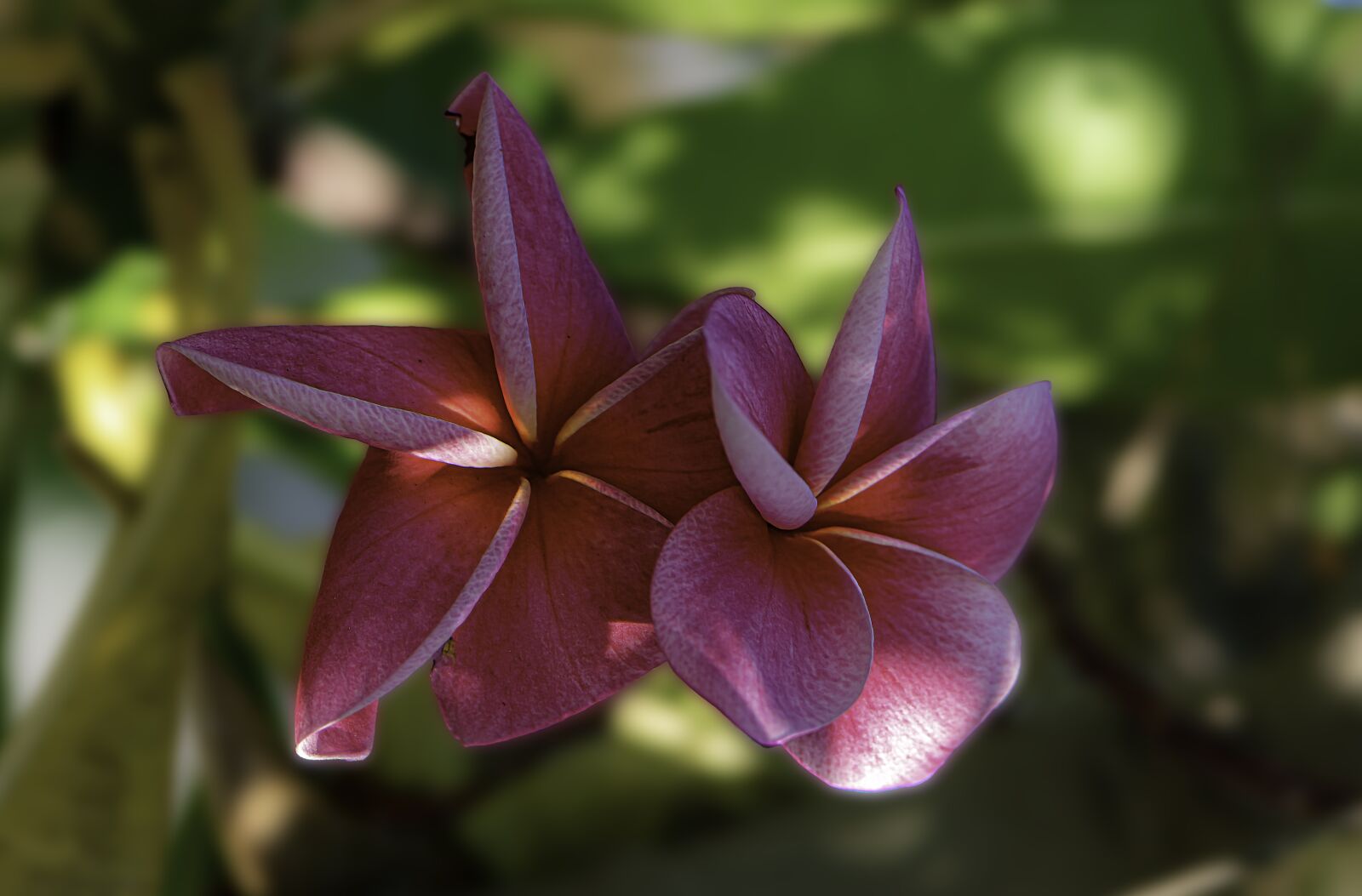 Nikon D5600 sample photo. Flowers, color, nature photography