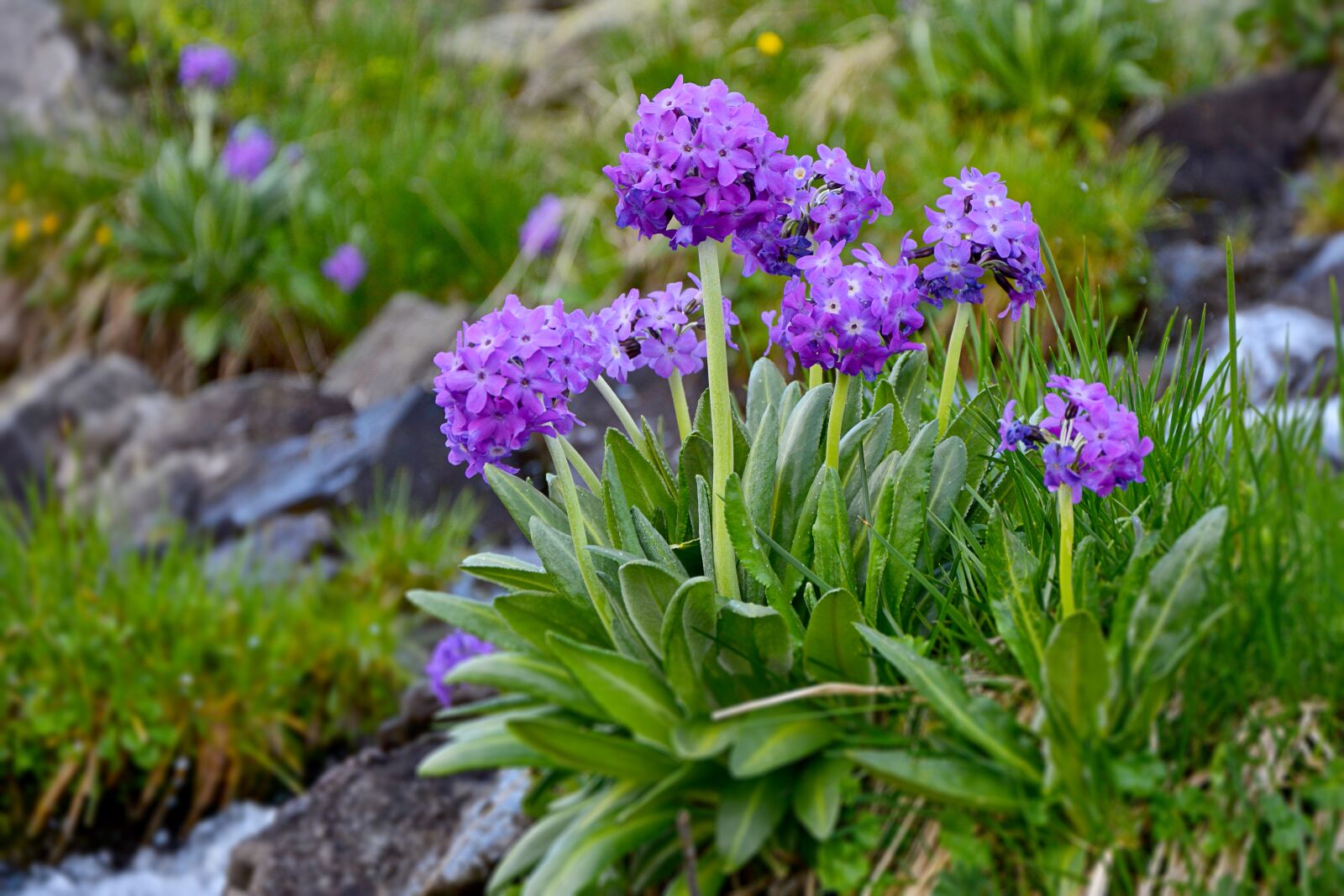 Nikon D7100 sample photo. Flower, nature, macro photography