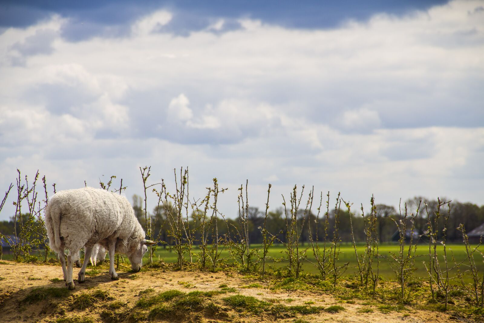 Canon EF-S 18-135mm F3.5-5.6 IS sample photo. Sheep, grass, nature photography