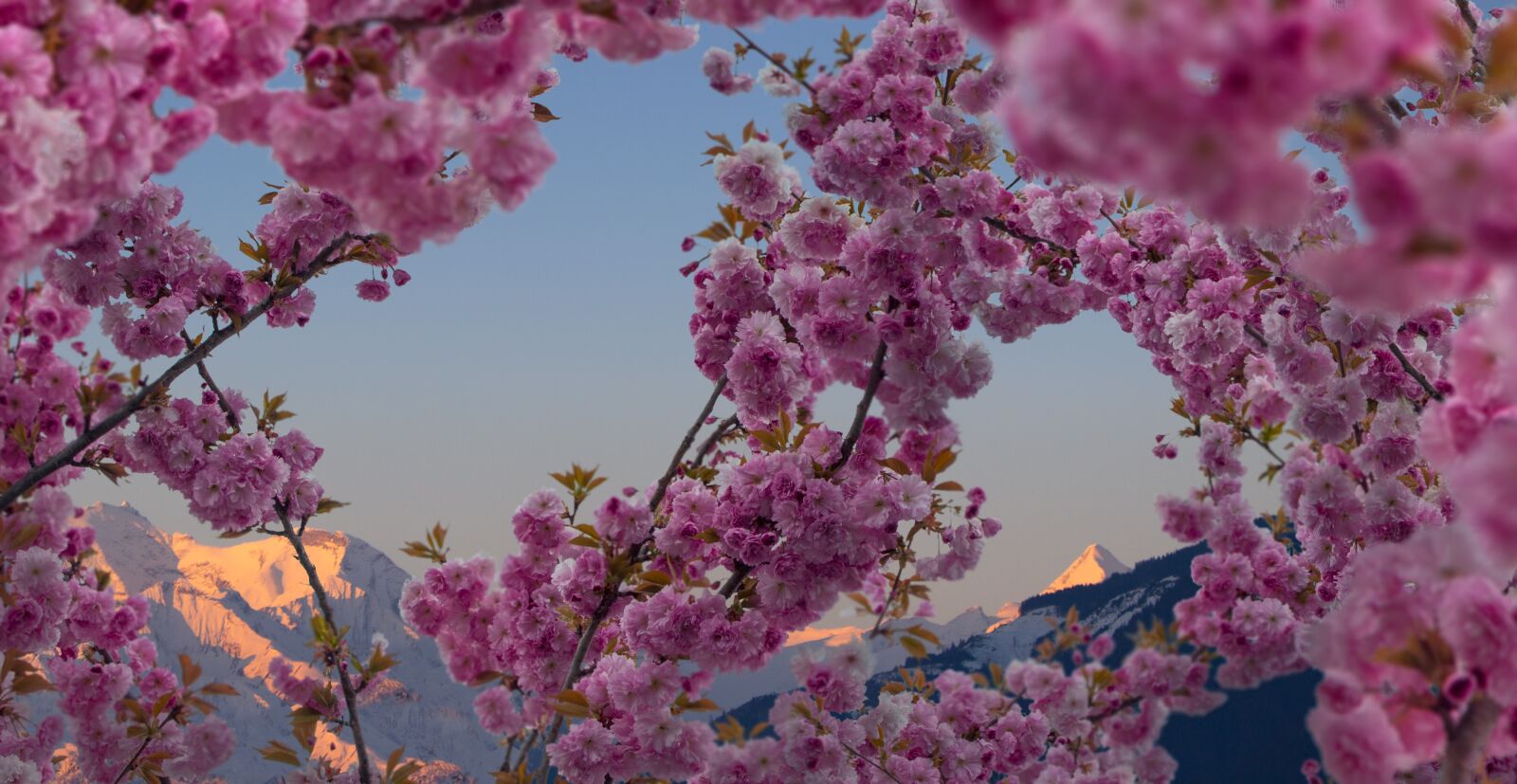 Canon EOS 700D (EOS Rebel T5i / EOS Kiss X7i) sample photo. Alps, blossom, flower photography