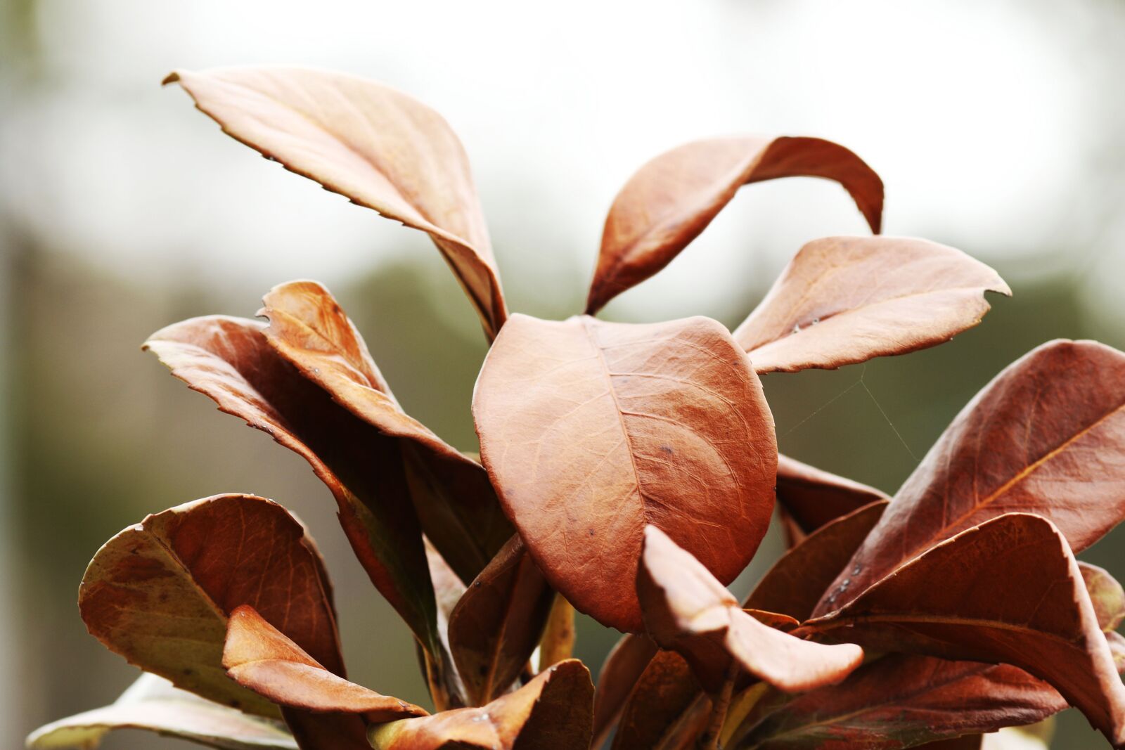 Canon EOS 7D Mark II + Canon EF 135mm F2L USM sample photo. Nature, leaf, plant photography