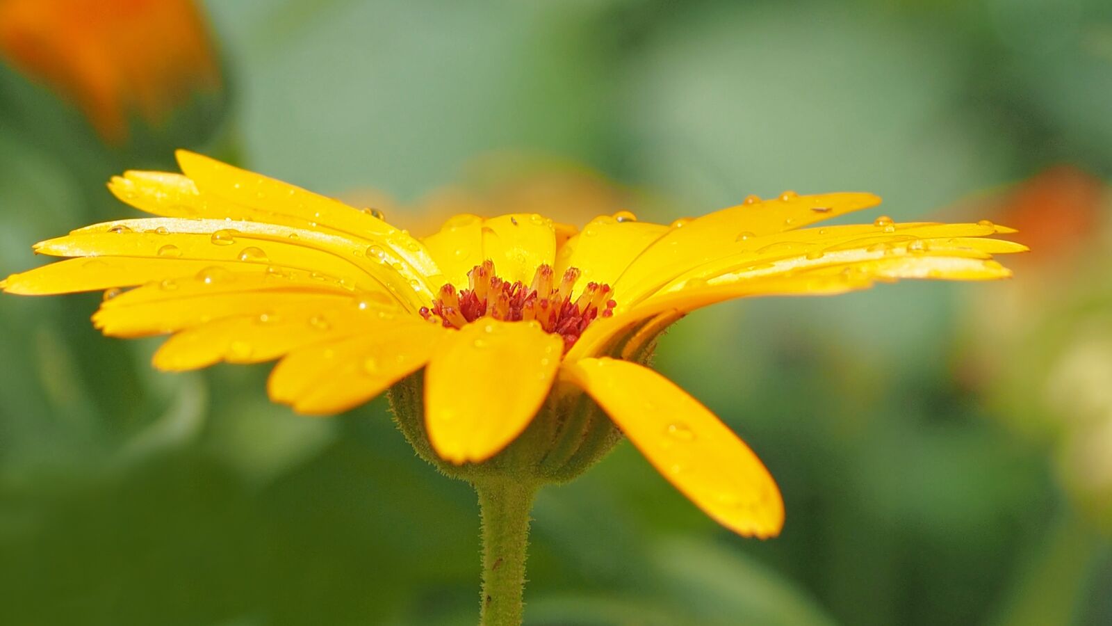 OLYMPUS 50mm Lens sample photo. Calendula, marigold, raindrop photography