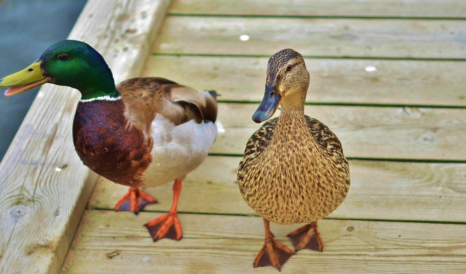 Nikon D7000 sample photo. Duck, animal, bird photography