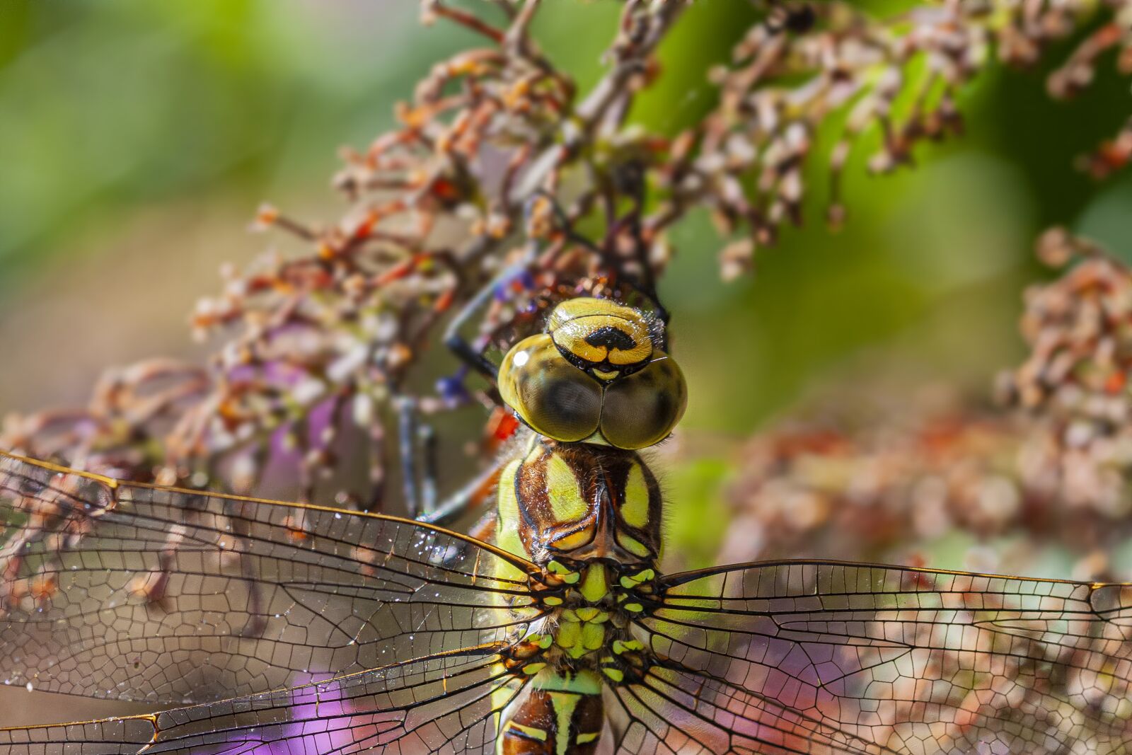 Canon EOS 40D sample photo. Dragonfly, southern hawker, nature photography
