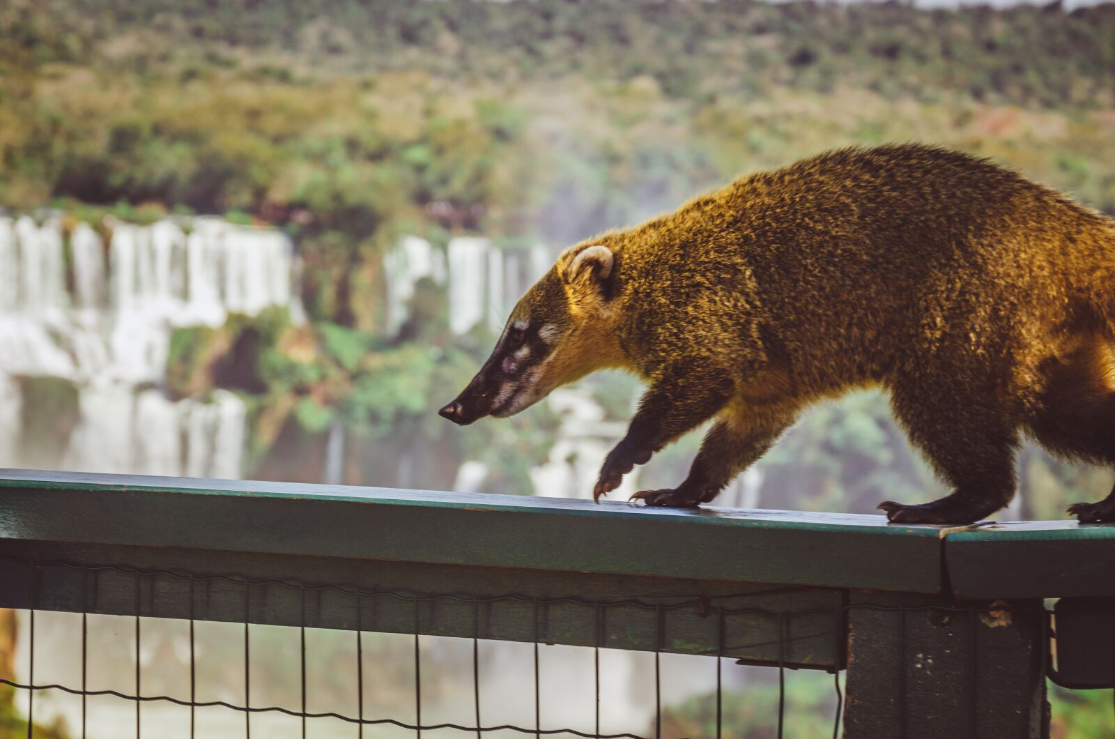 Nikon D7000 sample photo. Waterfall, coati, cataracts photography