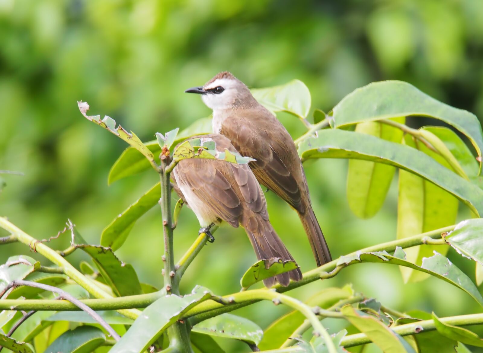 Olympus OM-D E-M1 sample photo. Nature, bird, wildlife photography