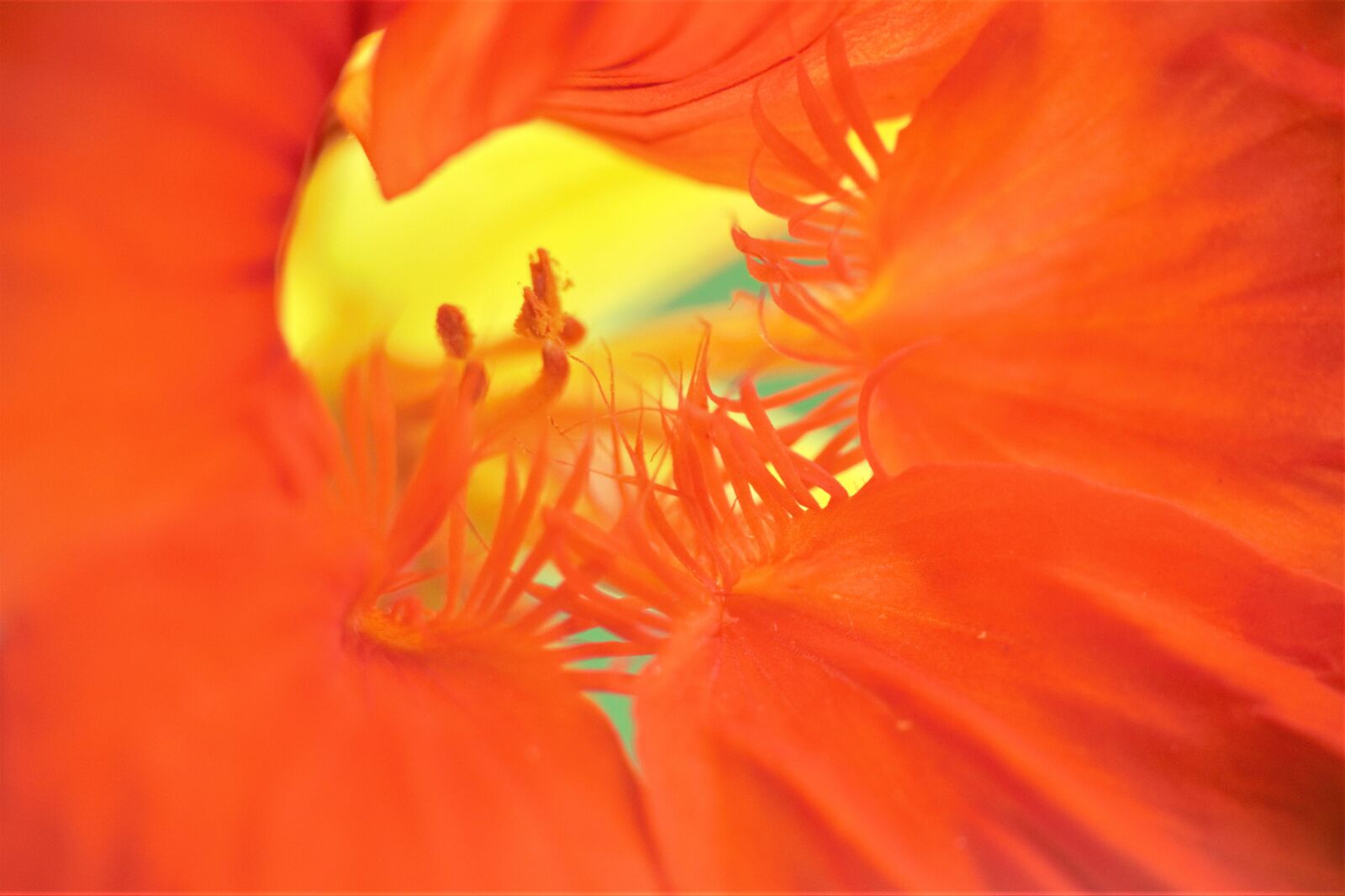 Canon EOS 700D (EOS Rebel T5i / EOS Kiss X7i) sample photo. Flower, macro, blur photography