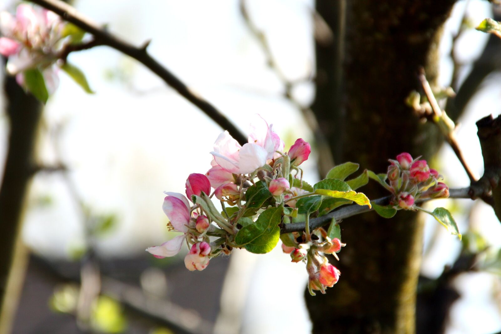 Canon EOS 450D (EOS Rebel XSi / EOS Kiss X2) sample photo. Spring, blossom, bloom photography