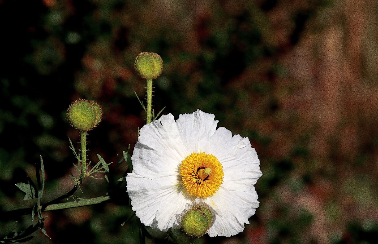 Canon EOS 800D (EOS Rebel T7i / EOS Kiss X9i) sample photo. Poppy, white color, plants photography