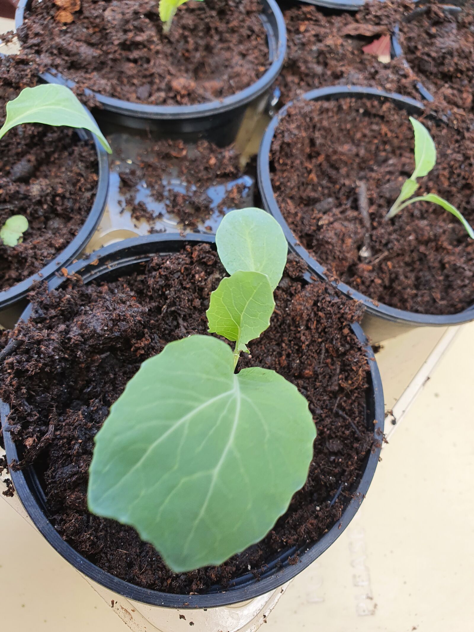 Samsung Galaxy S10 sample photo. Cabbage, seedling, green photography