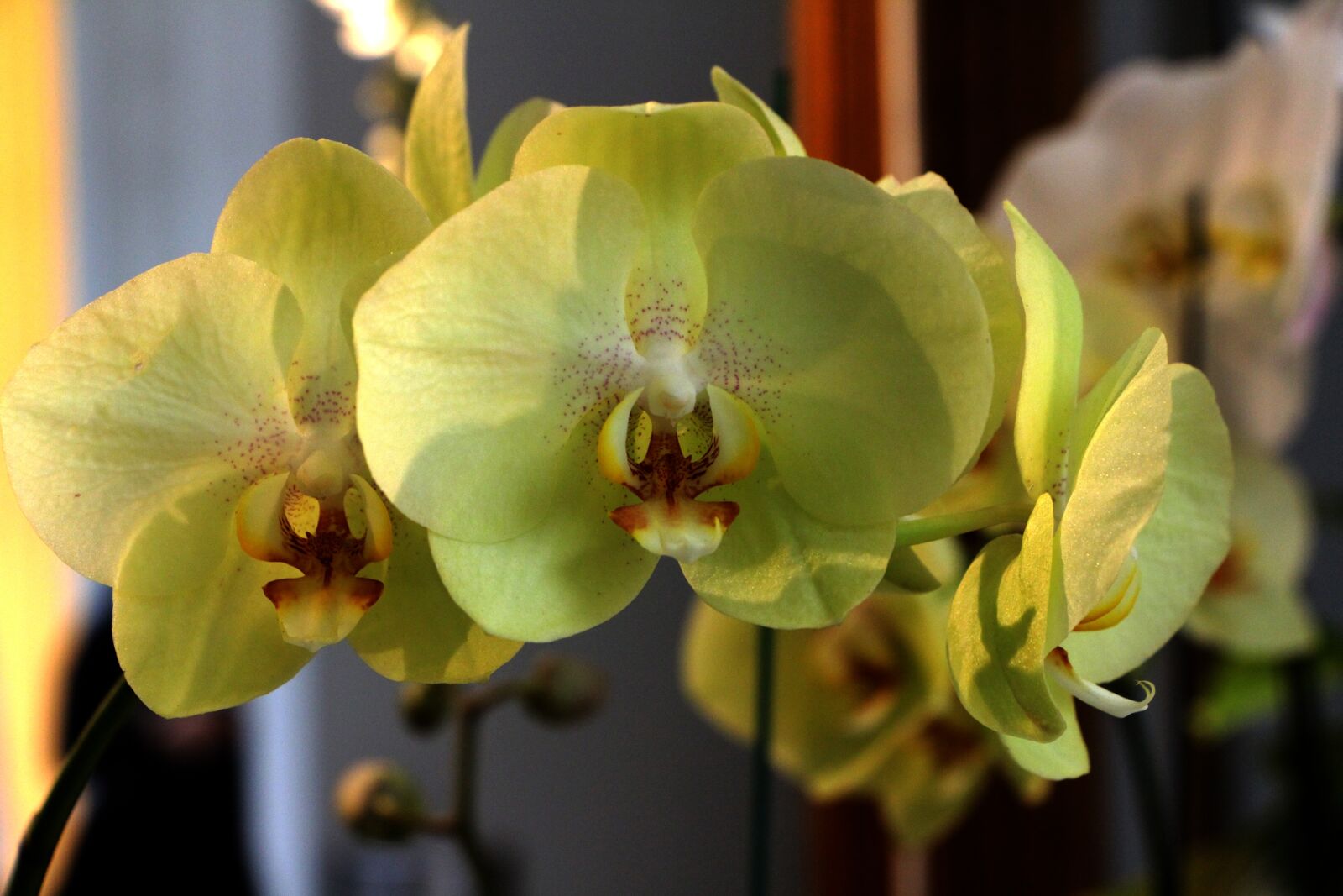 Canon EOS 700D (EOS Rebel T5i / EOS Kiss X7i) sample photo. Flower, phalaenopsis, yellow flowers photography
