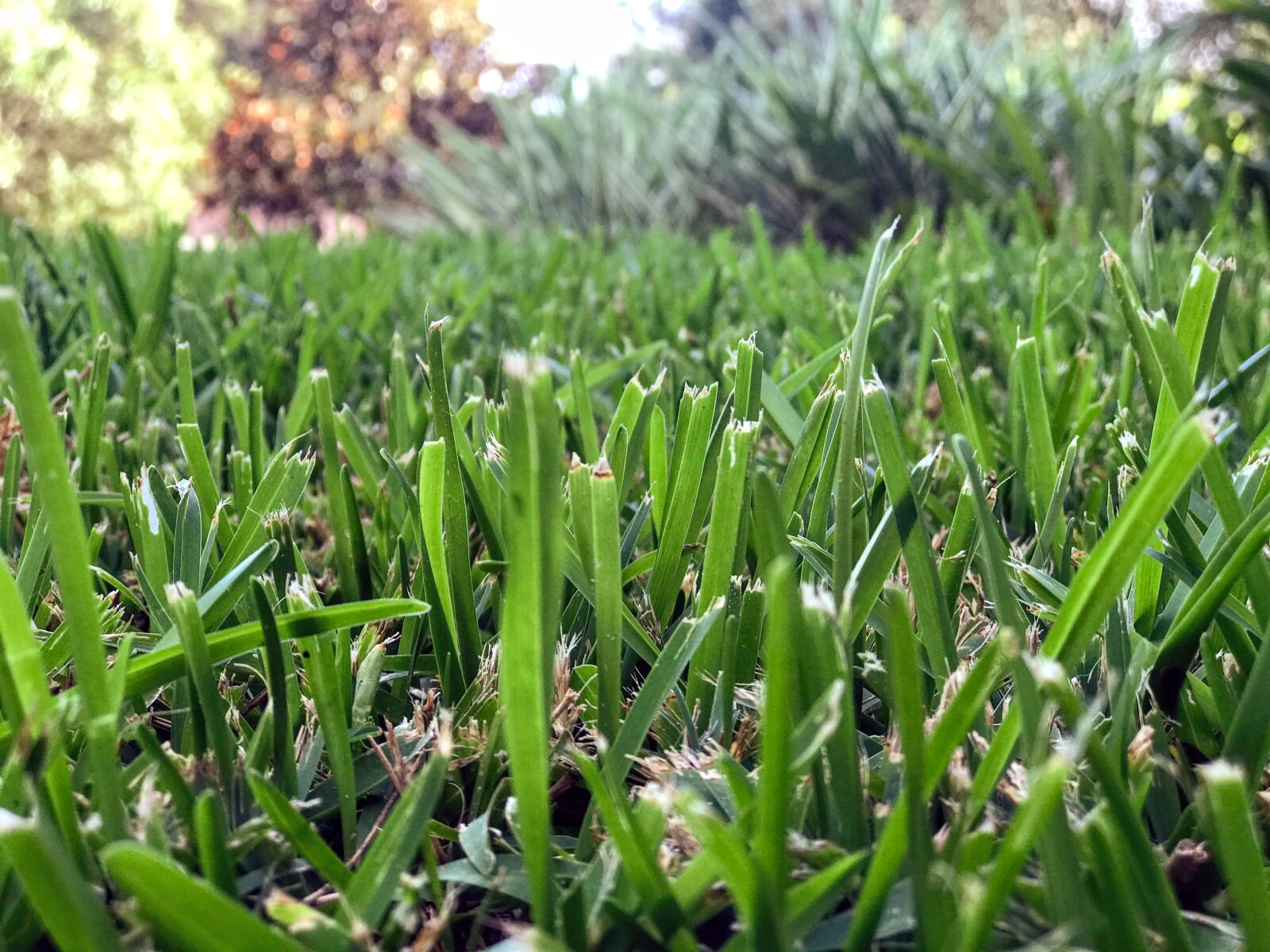 Apple iPhone 7 Plus sample photo. Grass, greengrass, beauty photography