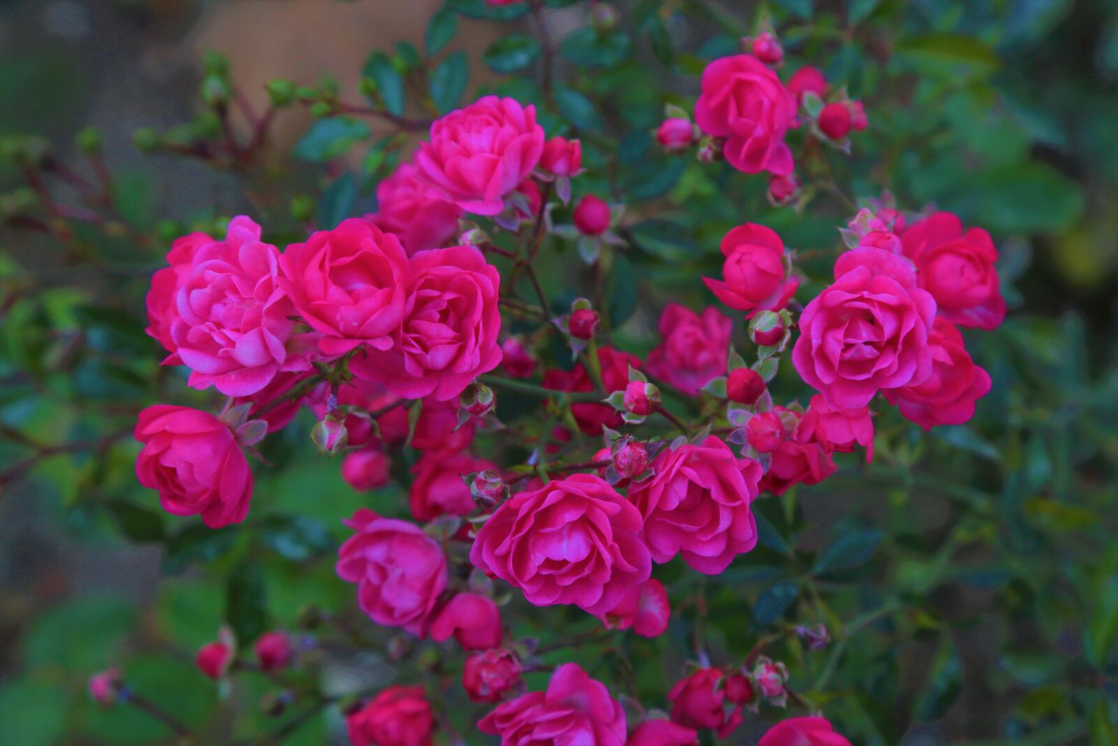 Canon EF 24-105mm F4L IS USM sample photo. Rose, roses, pink photography