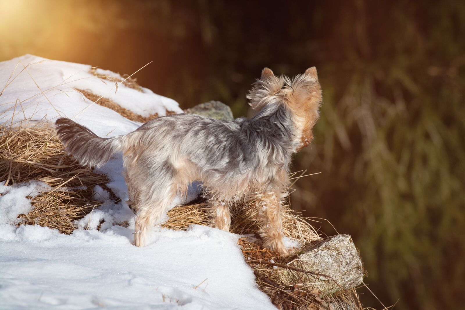 Nikon D7100 sample photo. Dog, winter, spring photography