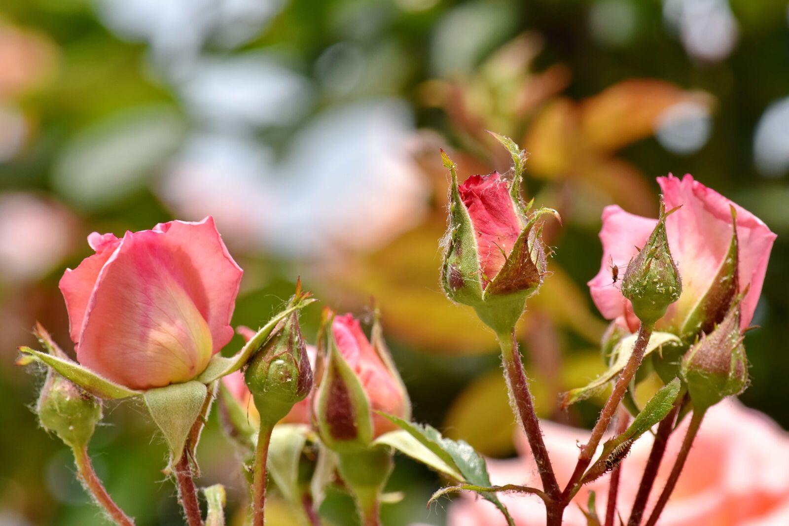 Nikon D5500 sample photo. Ecology, fair weather, horticulture photography
