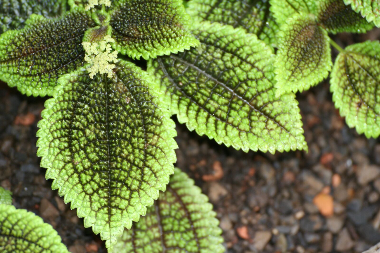 Canon EOS 350D (EOS Digital Rebel XT / EOS Kiss Digital N) sample photo. Leaves, pattern, nerves photography