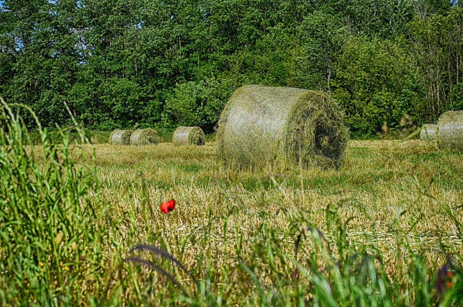 Nikon D3200 sample photo. Rotoball, hay, countryside photography