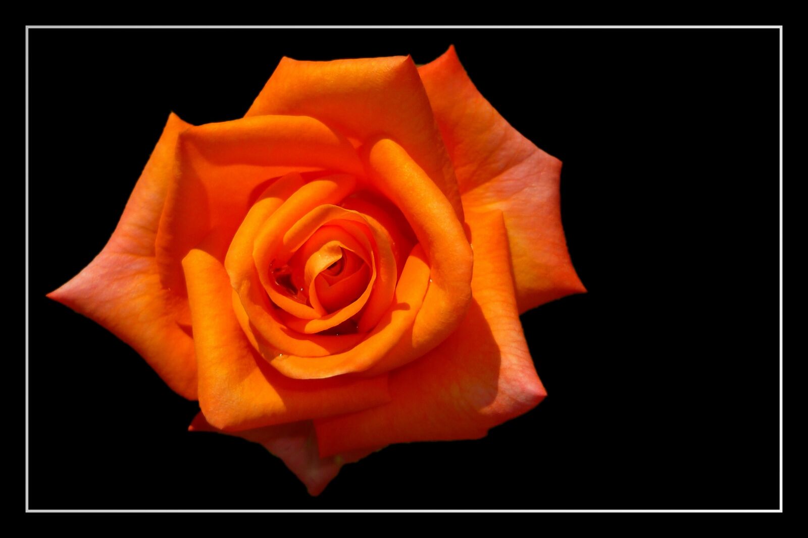 Panasonic Lumix DMC-FS3 sample photo. Rose, floribunda, rose bloom photography