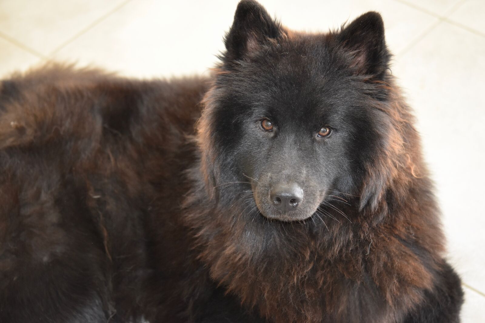 Nikon D5600 sample photo. Dog, dog eurasier, dog photography