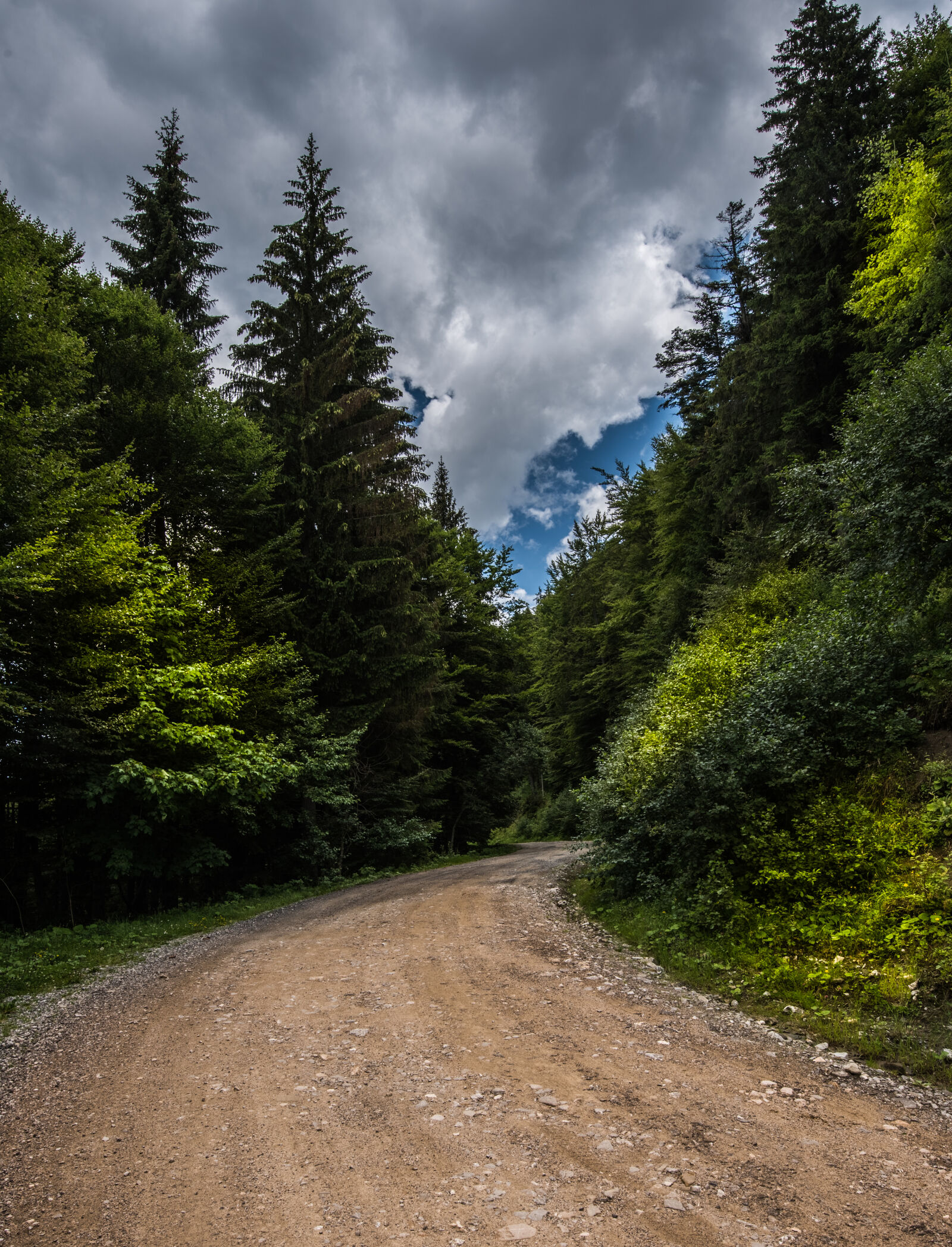Nikon D750 + Tamron SP 15-30mm F2.8 Di VC USD sample photo. Forrest, road photography