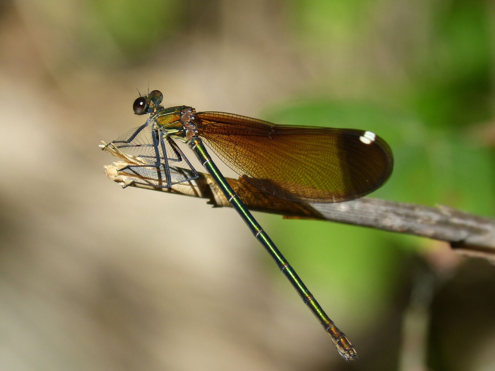 Panasonic DMC-FZ62 sample photo. Libella, black dragonfly, calopteryx photography