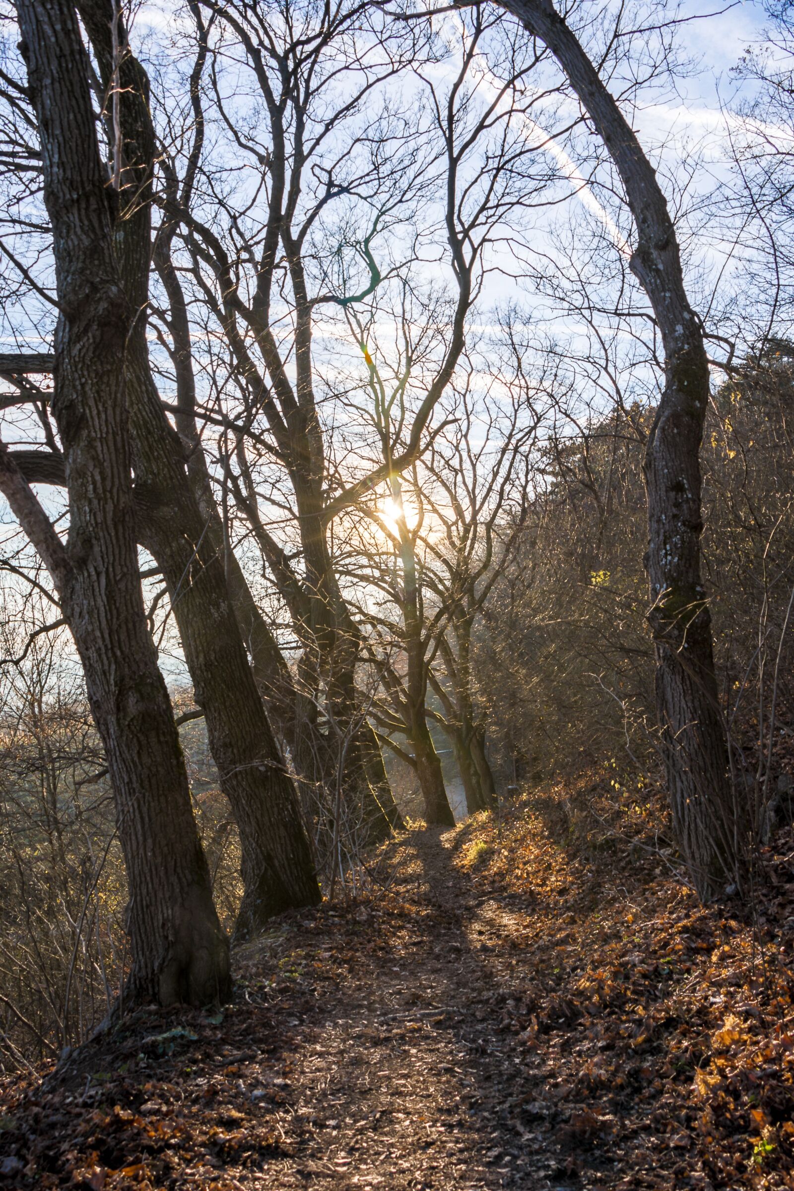 Canon EOS 70D sample photo. Forest, winter, trees photography