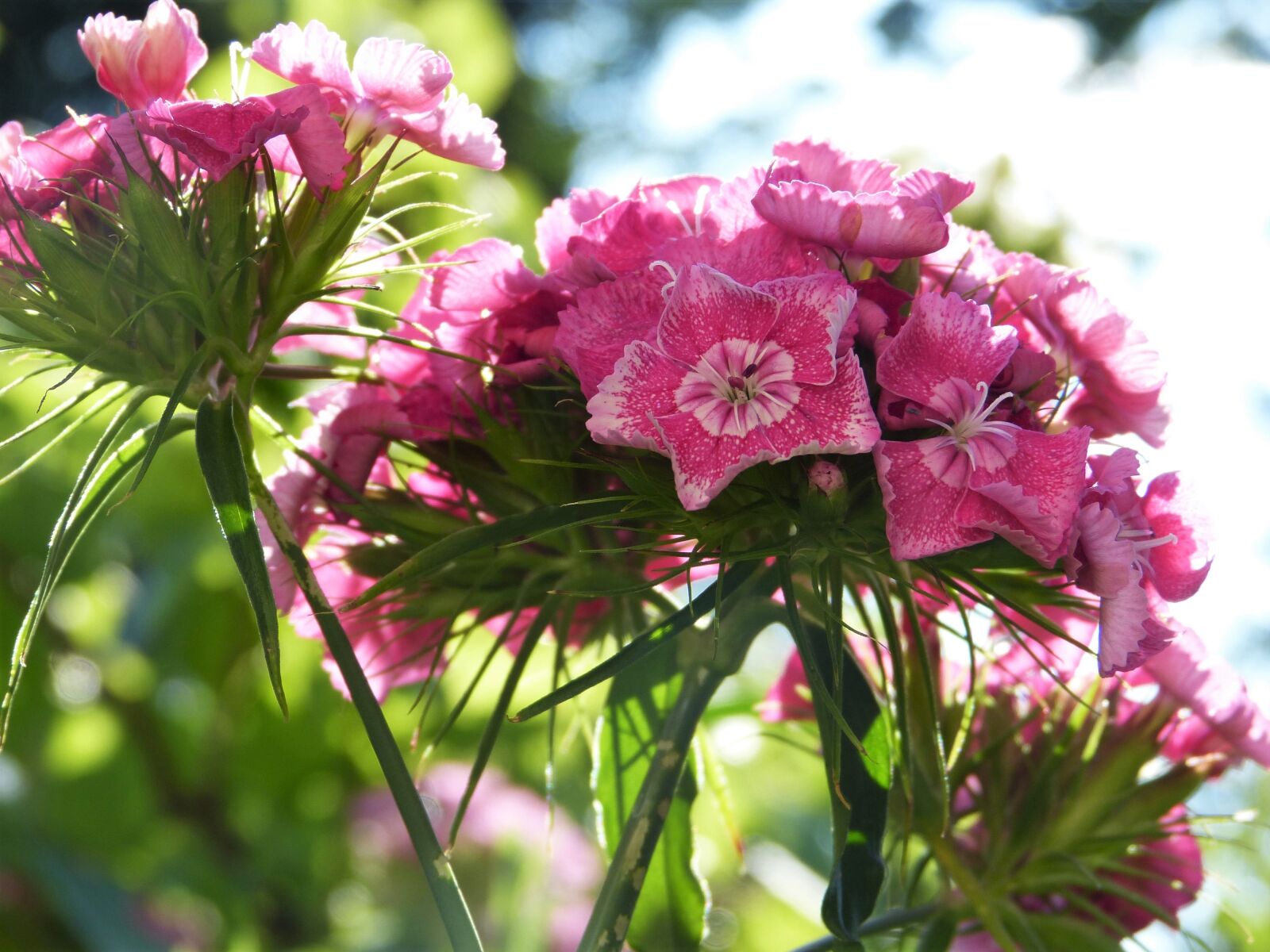 Panasonic Lumix DMC-FZ150 sample photo. Sweet william, blossom, bloom photography