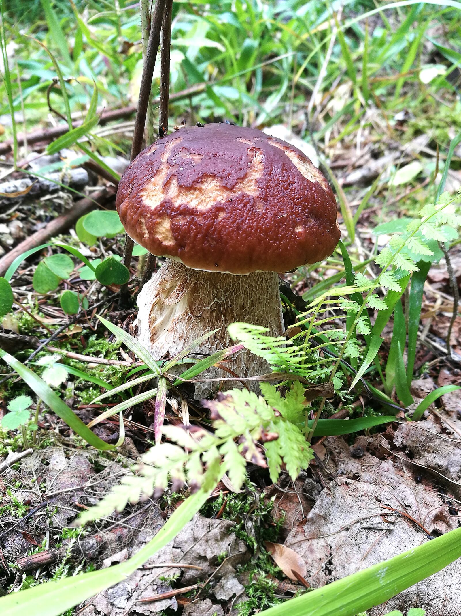 HUAWEI P9 sample photo. Mushrooms, boletus, forest photography